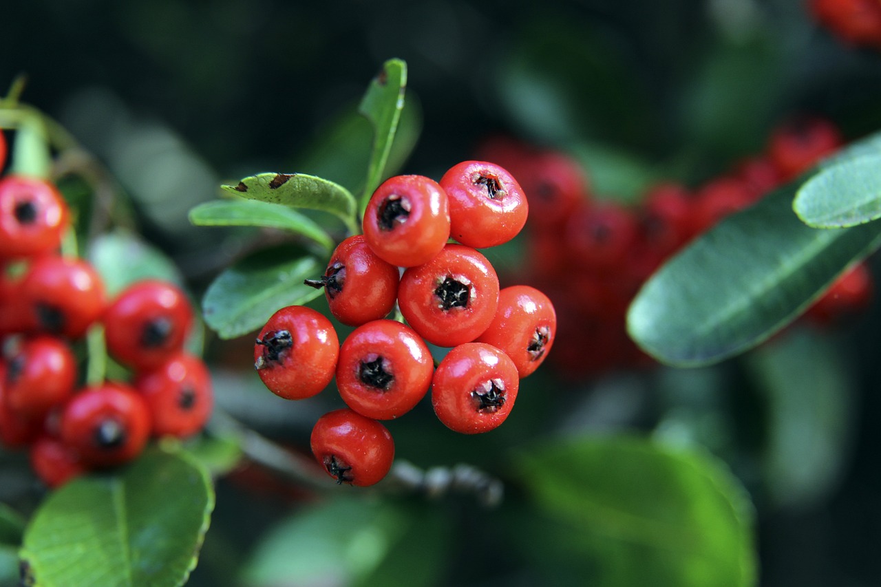 快船队需充 快船队需充