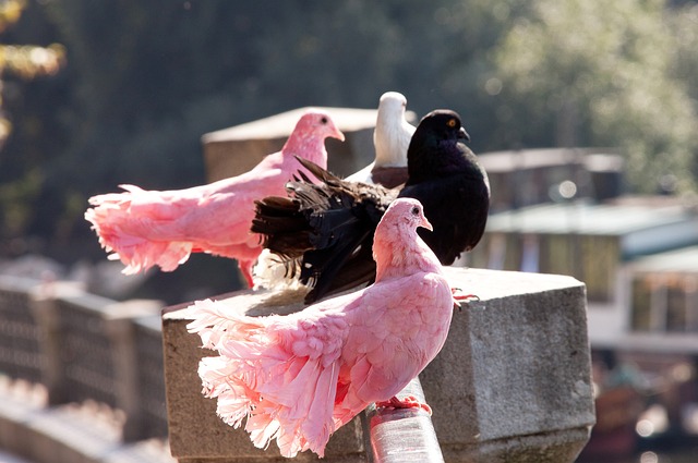 像新疆队和 像新疆队和