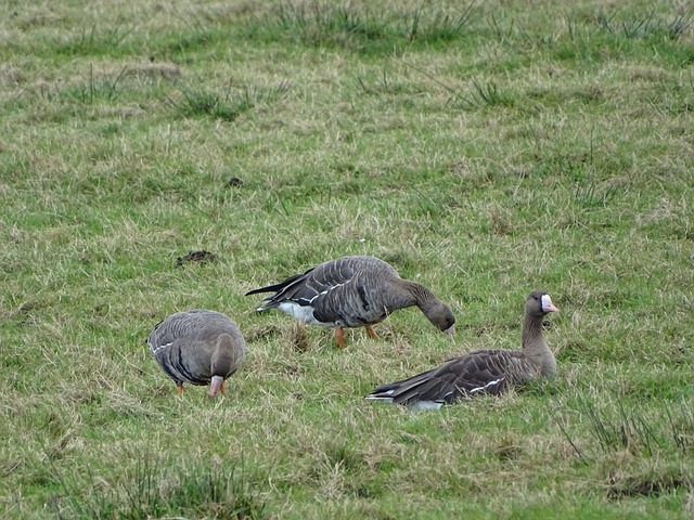 中央政府提 中央政府提
