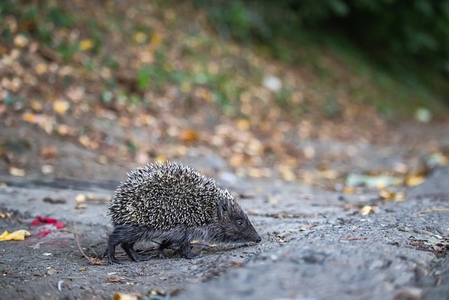 侠中的角色 侠中的角色